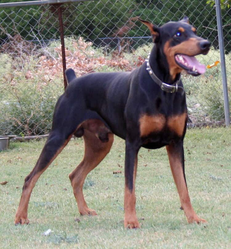 Doberman sire