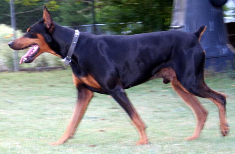 doberman sire