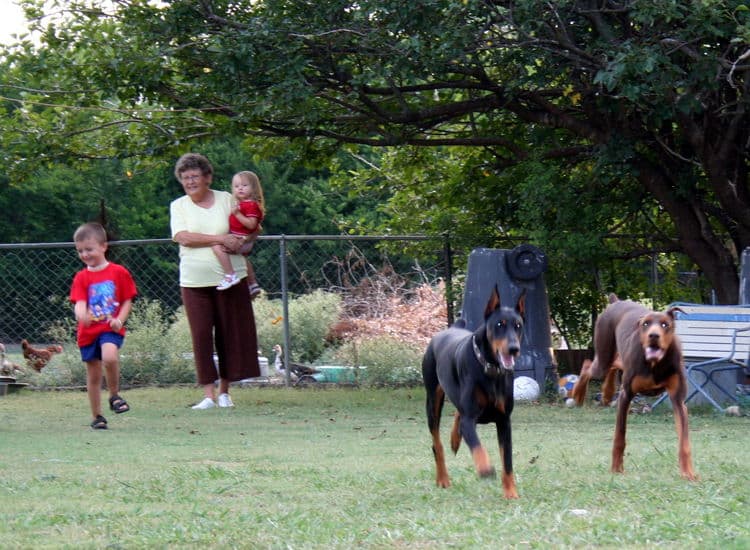 Doberman breeders