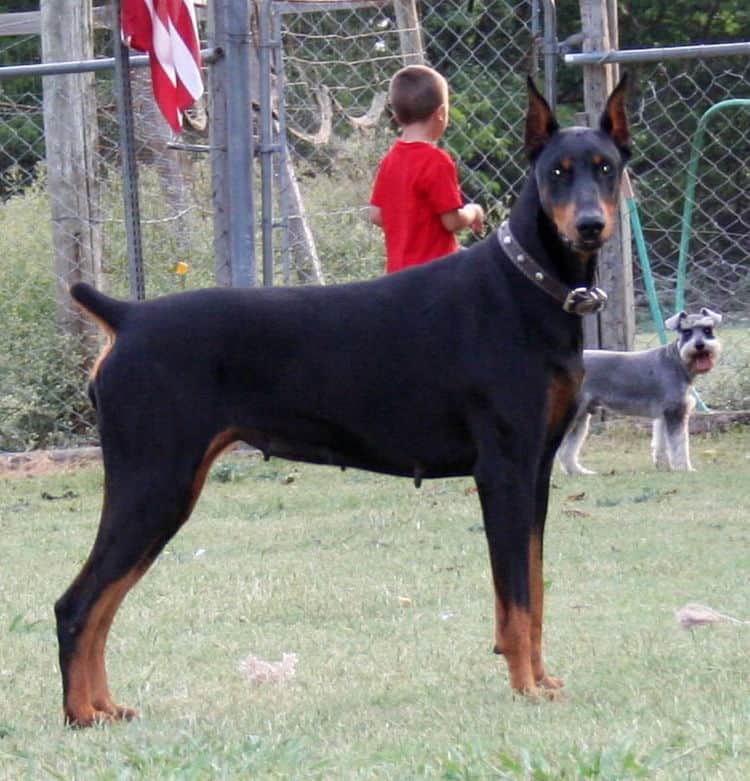 Doberman Female