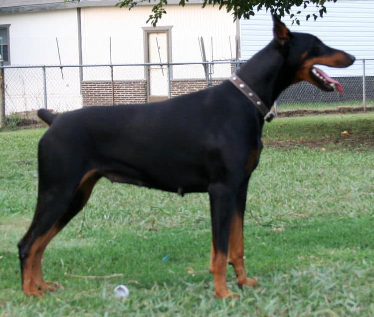 Doberman dam