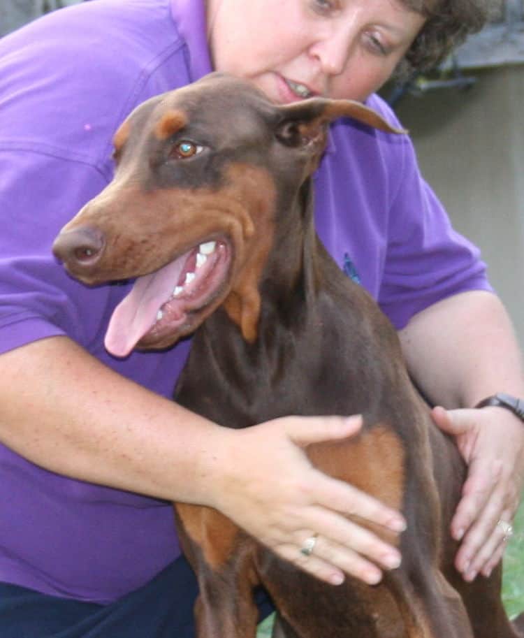 Older Doberman puppy