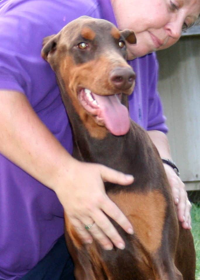 Older Doberman puppy