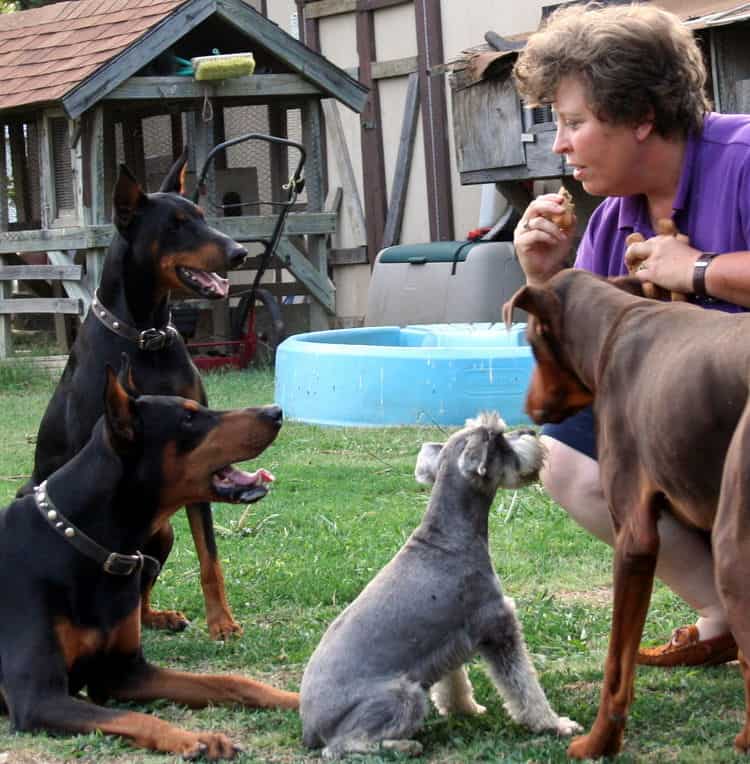 Doberman breeders