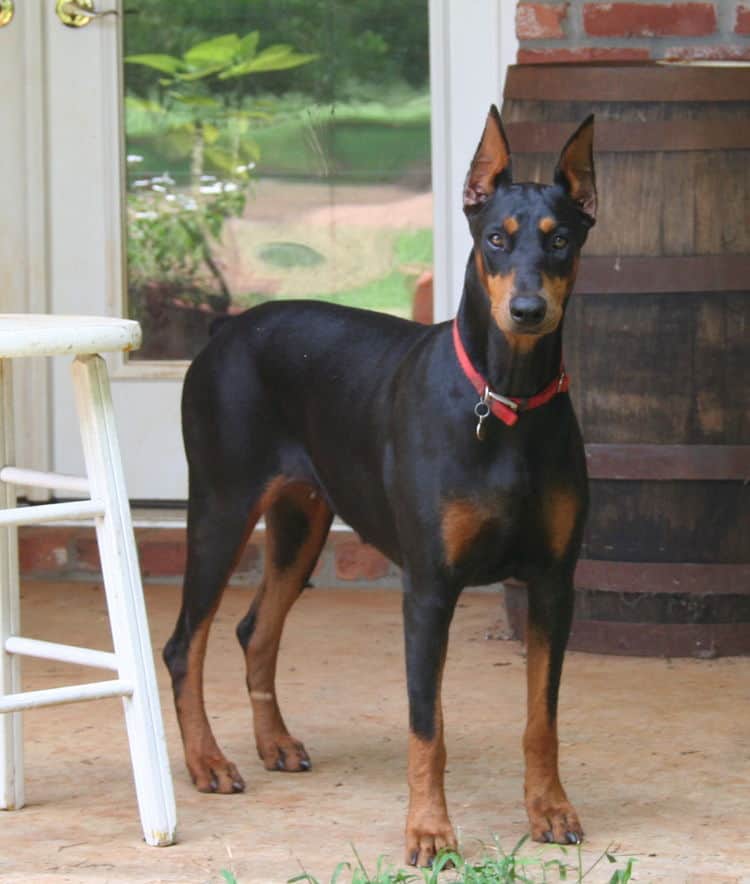 black/rust female doberman breeding dam