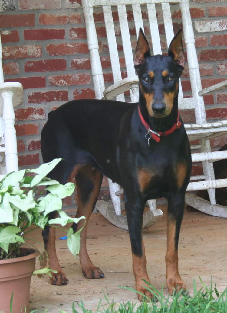 black/rust female doberman breeding dam