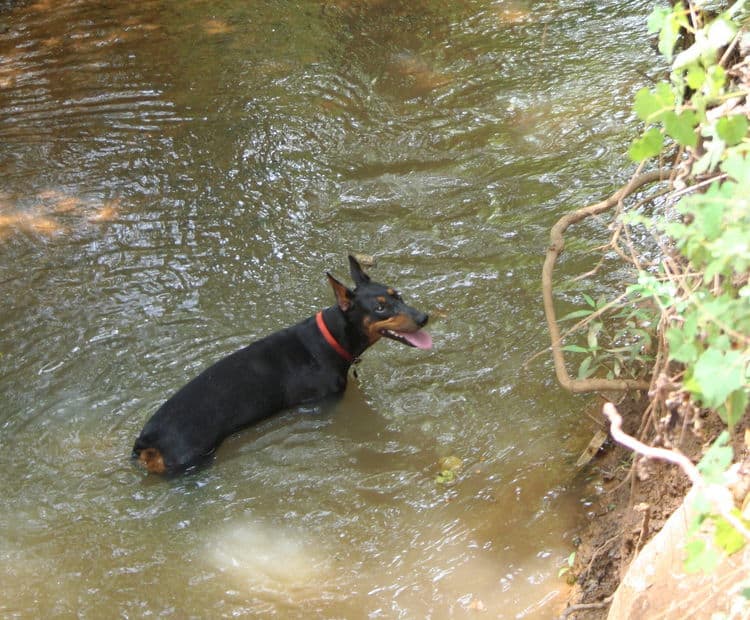 black/rust female doberman breeding dam