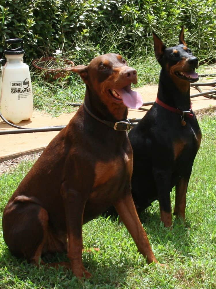 red/rust male and black/rust female doberman breeding pair