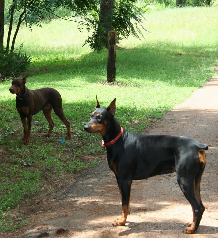 red/rust male and black/rust female doberman breeding pair