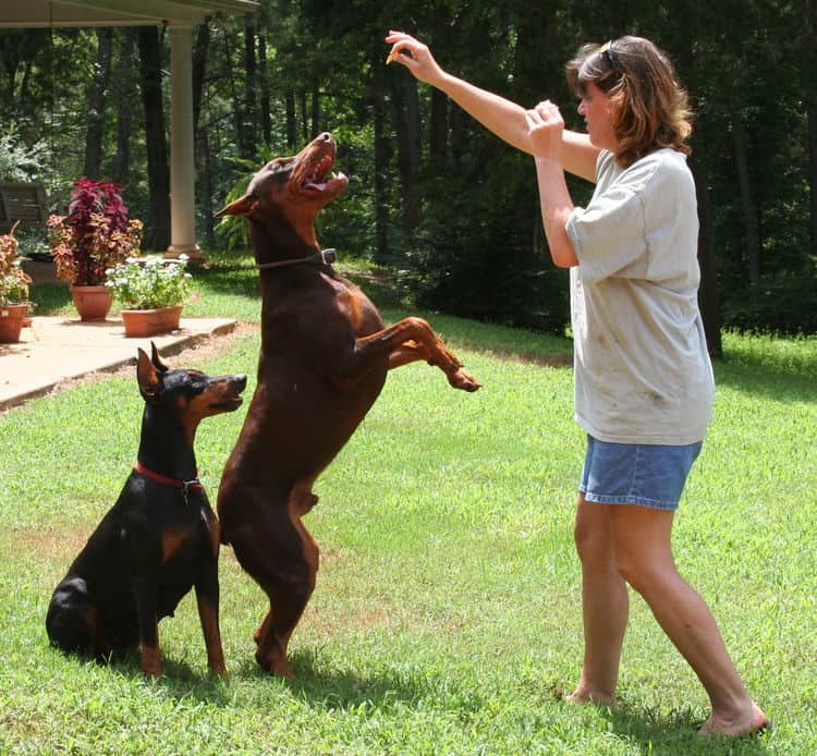 red/rust male and black/rust female doberman breeding pair