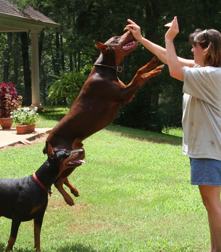 red/rust male and black/rust female doberman breeding pair