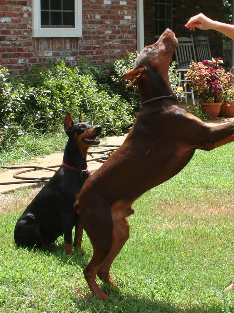 red/rust male and black/rust female doberman breeding pair