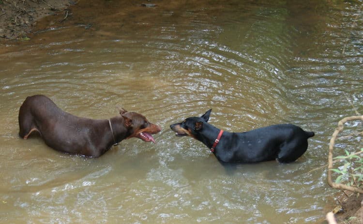 red/rust male and black/rust female doberman breeding pair