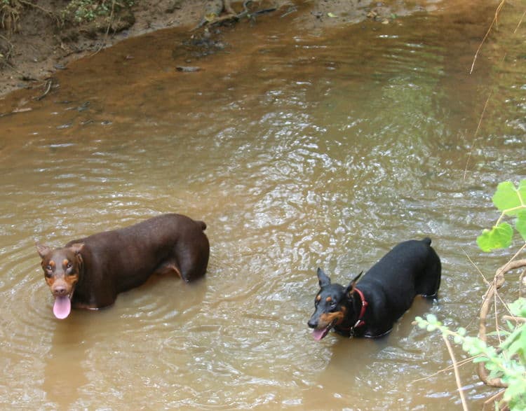 red/rust male and black/rust female doberman breeding pair