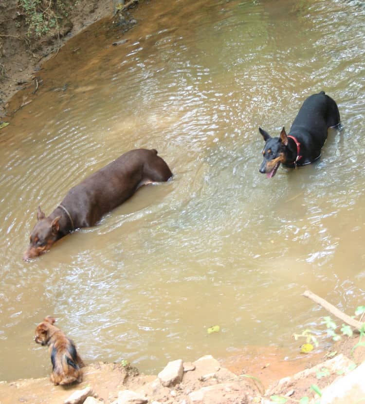 red/rust male and black/rust female doberman breeding pair