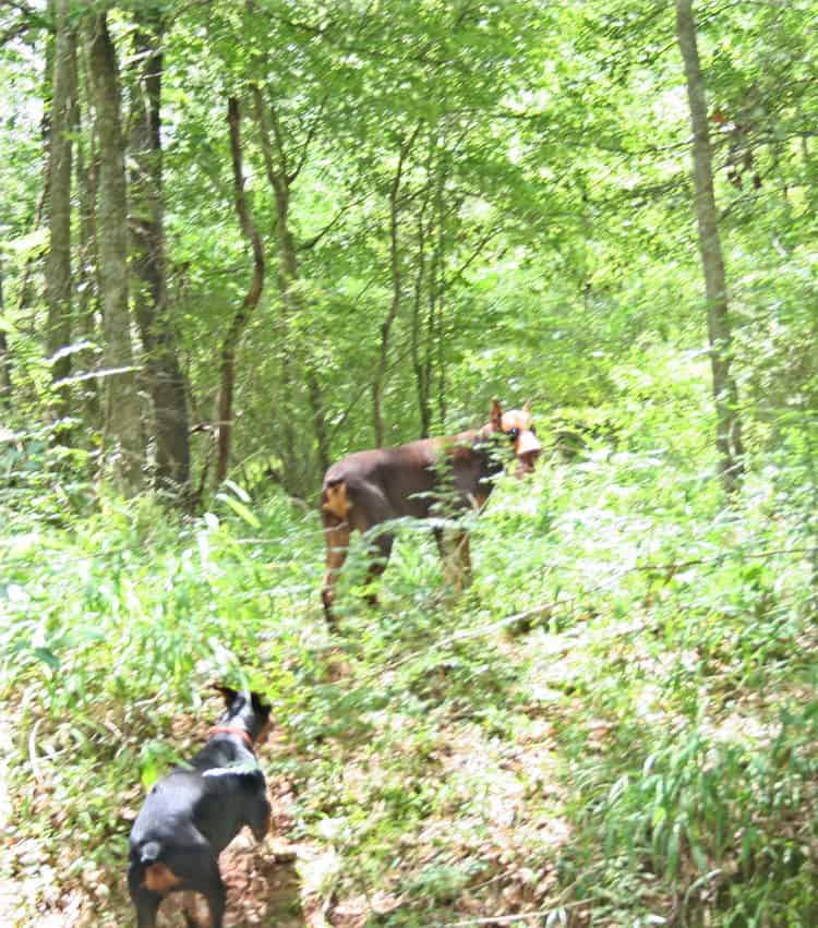 red/rust male and black/rust female doberman breeding pair