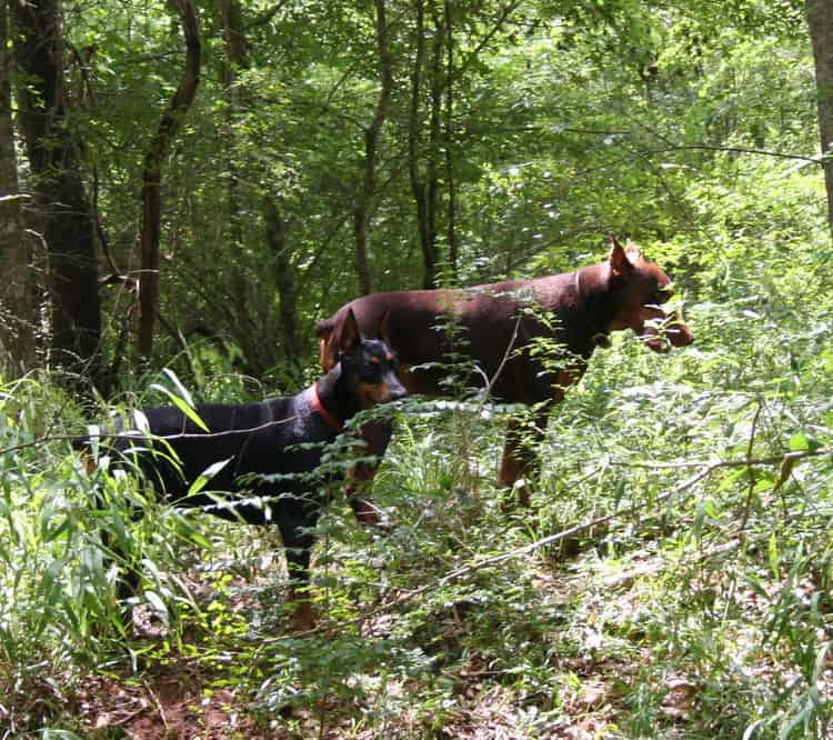 red/rust male and black/rust female doberman breeding pair