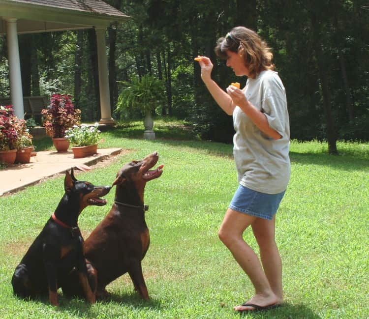 red/rust male and black/rust female doberman breeding pair