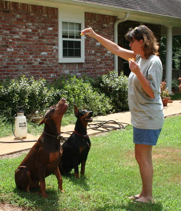 red/rust male and black/rust female doberman breeding pair