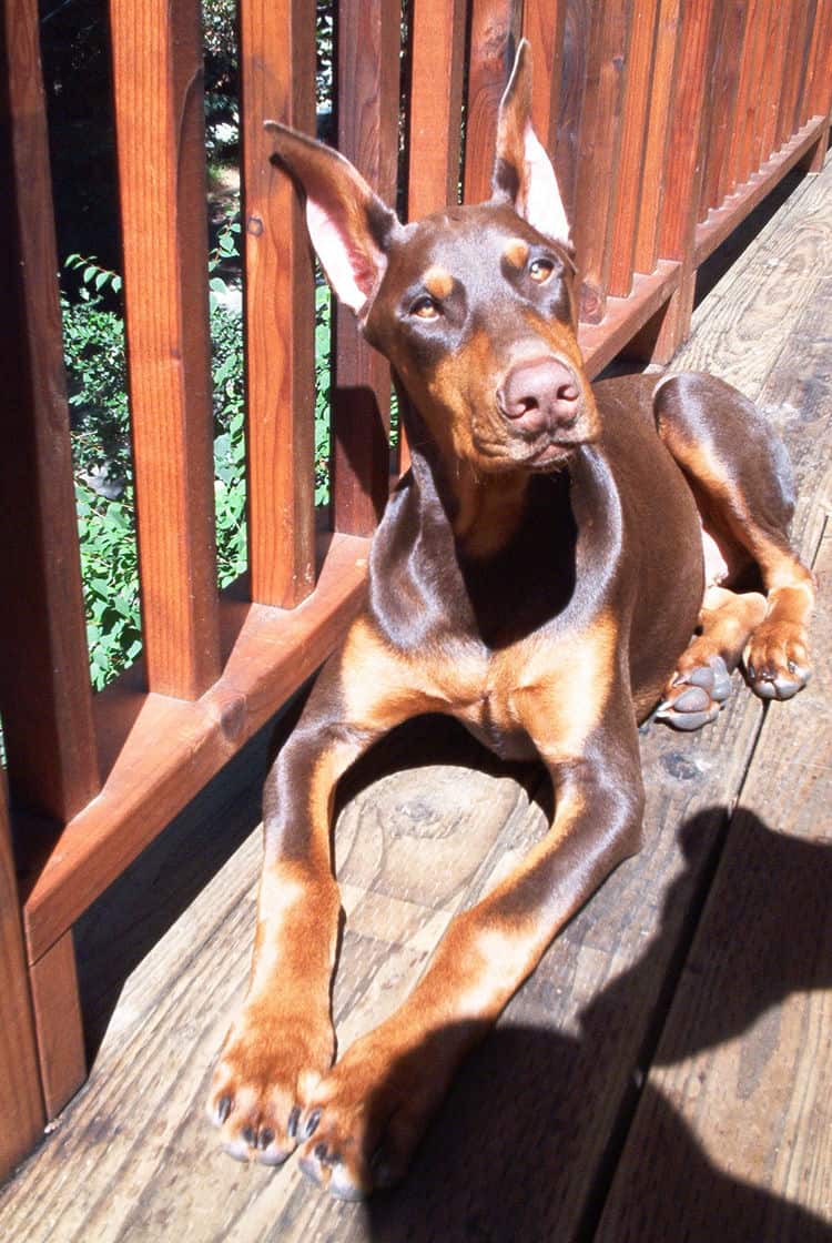 doberman puppy