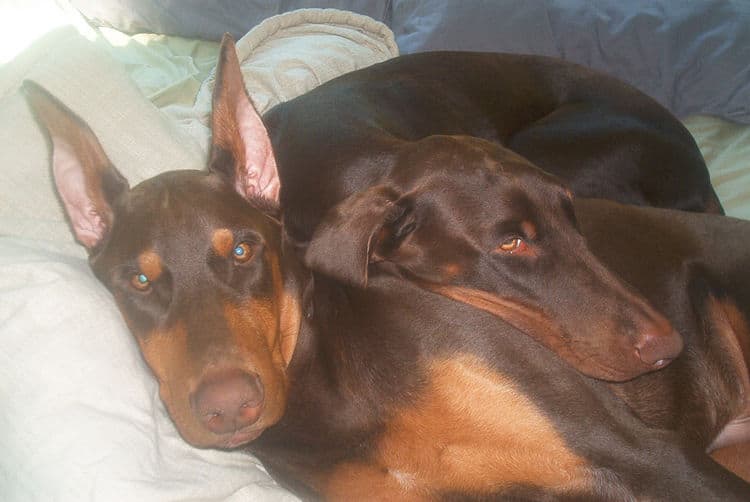 dobermans