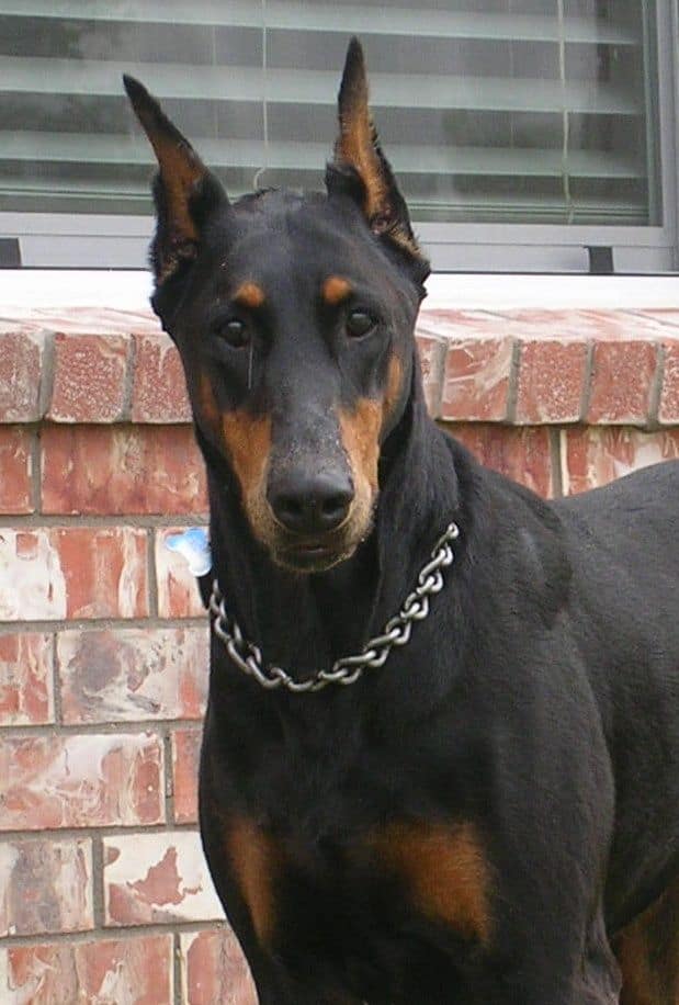 black female doberman grandmother