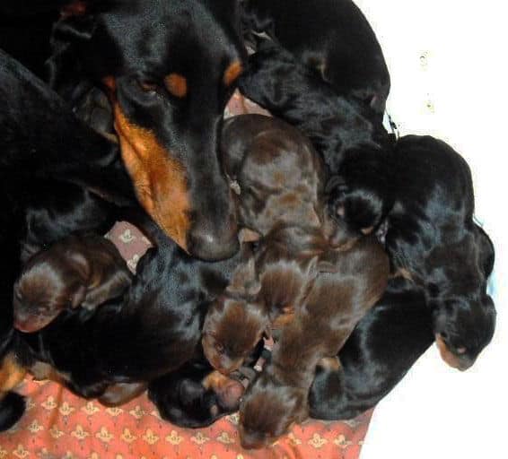 newborn doberman puppies blacks and reds