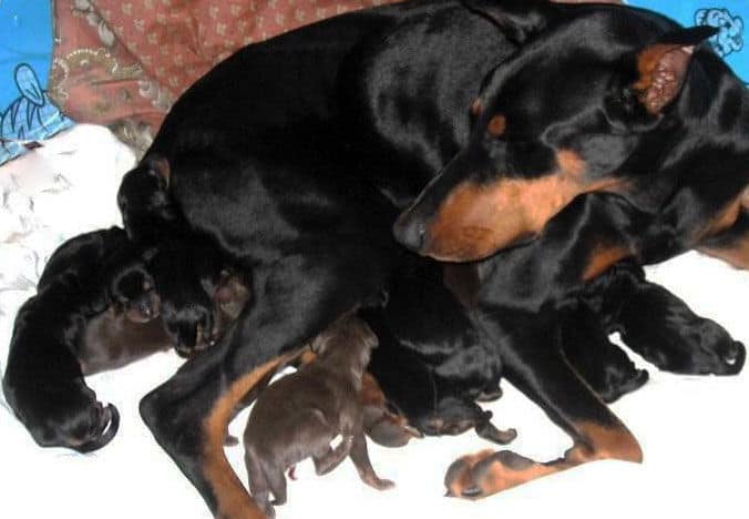 newborn doberman puppies blacks and reds