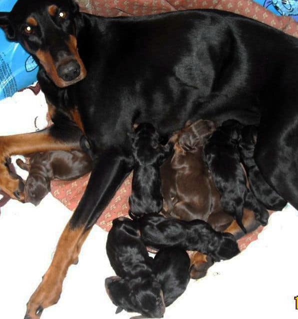 newborn doberman puppies blacks and reds