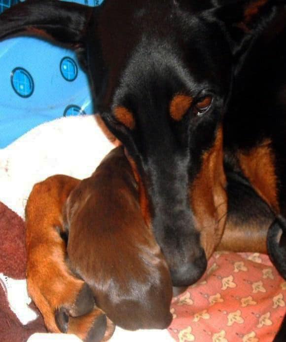 newborn doberman puppies blacks and reds