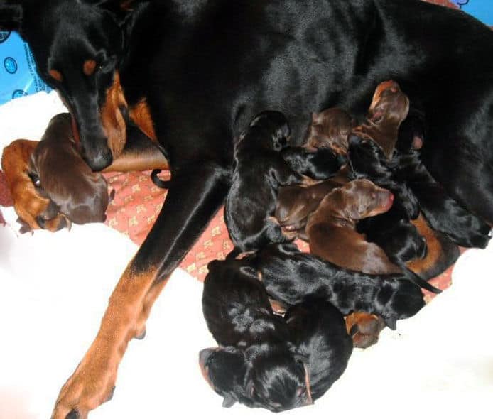 newborn doberman puppies blacks and reds