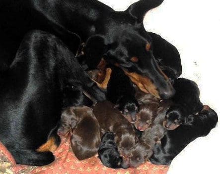 newborn doberman puppies blacks and reds