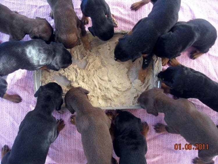 4 week old doberman pups black and rust, red and rust