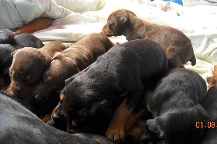 4 week old doberman pups black and rust, red and rust