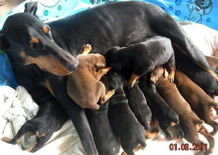 4 week old doberman pups black and rust, red and rust