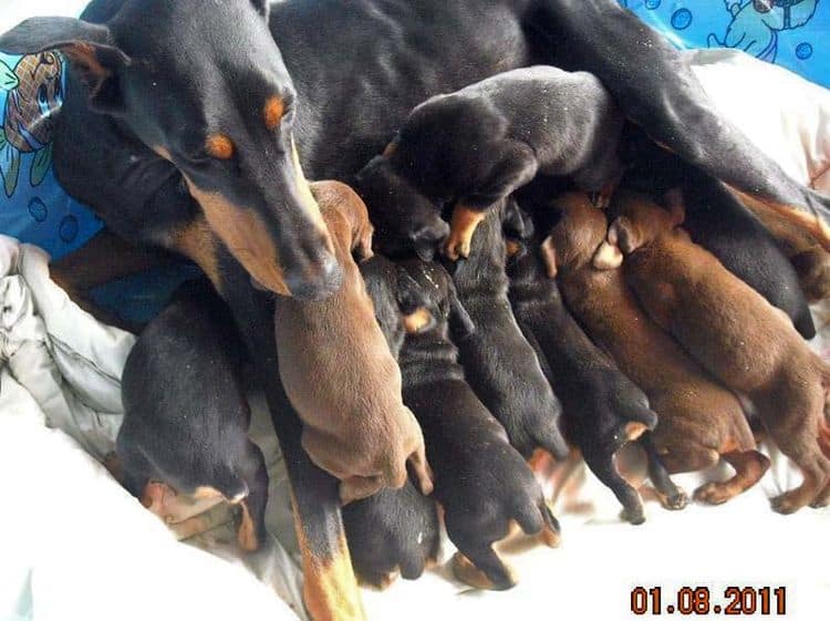 4 week old doberman pups black and rust, red and rust