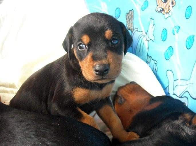 4 week old doberman pups black and rust, red and rust