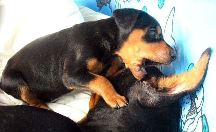 4 week old doberman pups black and rust, red and rust