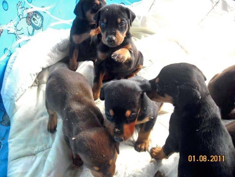 4 week old doberman pups black and rust, red and rust