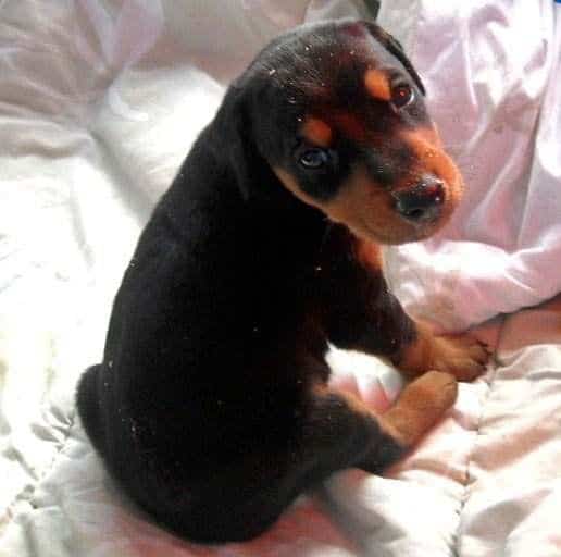 4 week old doberman pups black and rust, red and rust