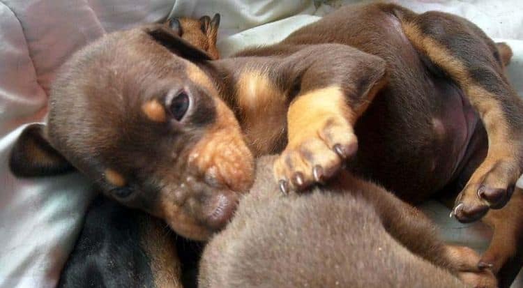 4 week old doberman pups black and rust, red and rust