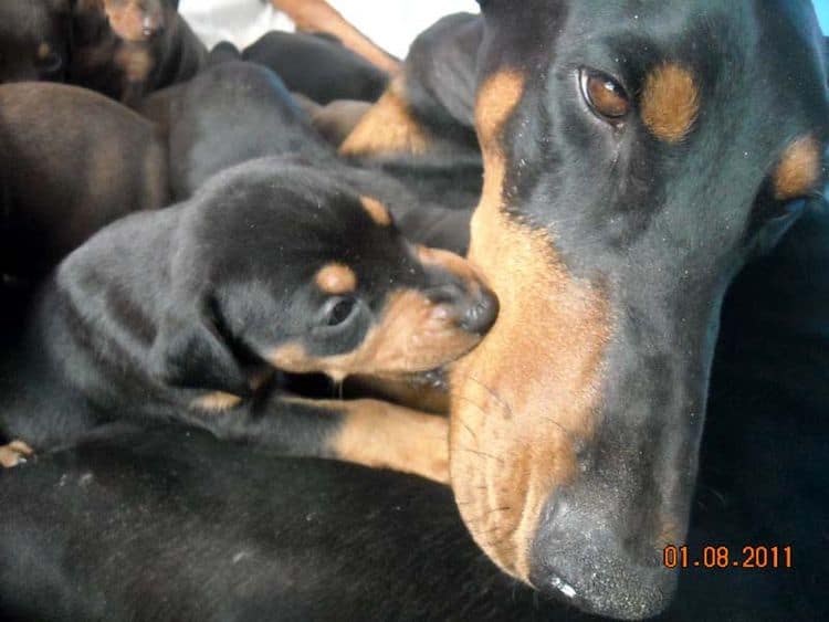 4 week old doberman pups black and rust, red and rust