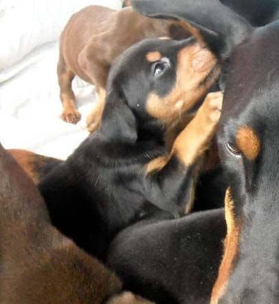 4 week old doberman pups black and rust, red and rust