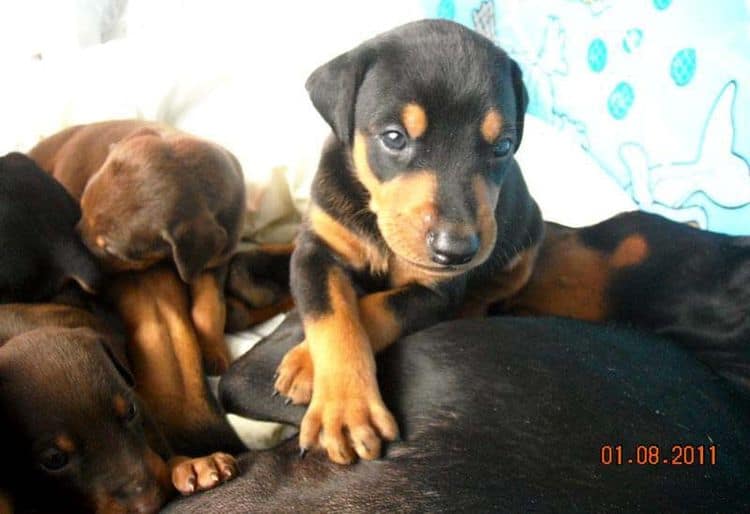 4 week old doberman pups black and rust, red and rust