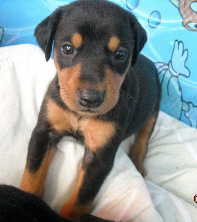 4 week old doberman pups black and rust, red and rust