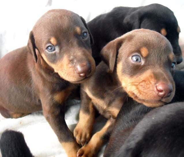 4 week old doberman pups black and rust, red and rust