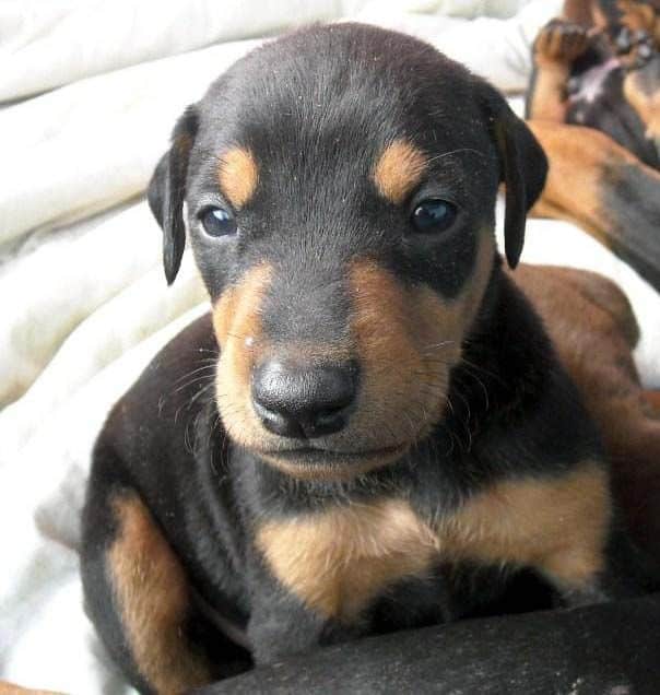 4 week old doberman pups black and rust, red and rust