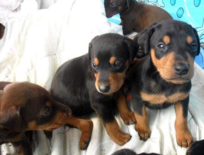 4 week old doberman pups black and rust, red and rust