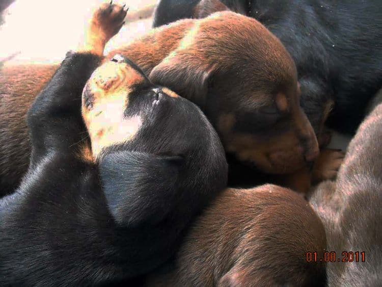 4 week old doberman pups black and rust, red and rust