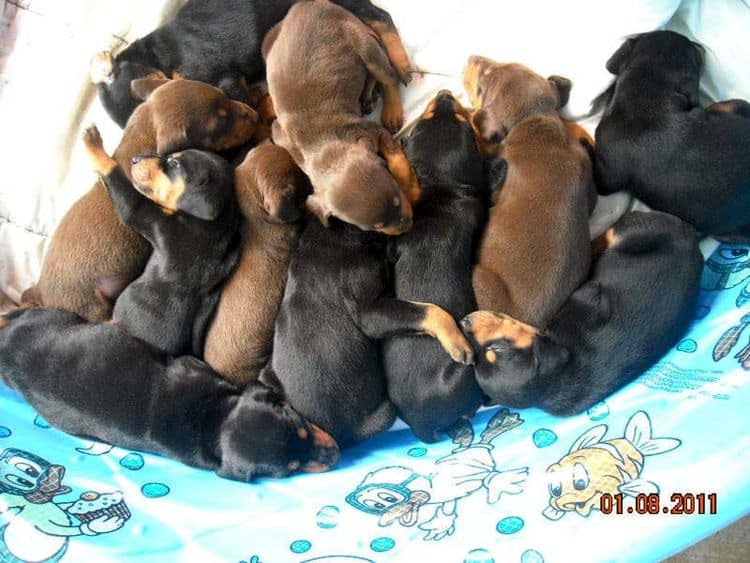 4 week old doberman pups black and rust, red and rust